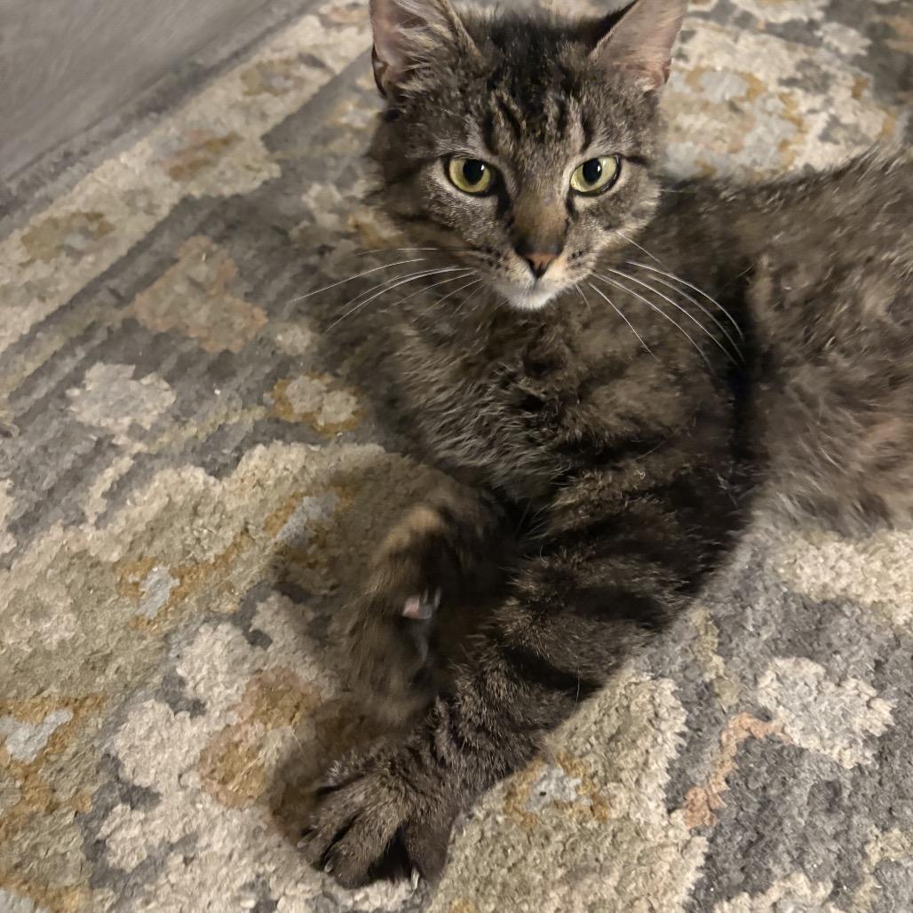 Enlarge Felicity, a Adoptable Domestic Short Hair in Silver Spring, MD image 3/5