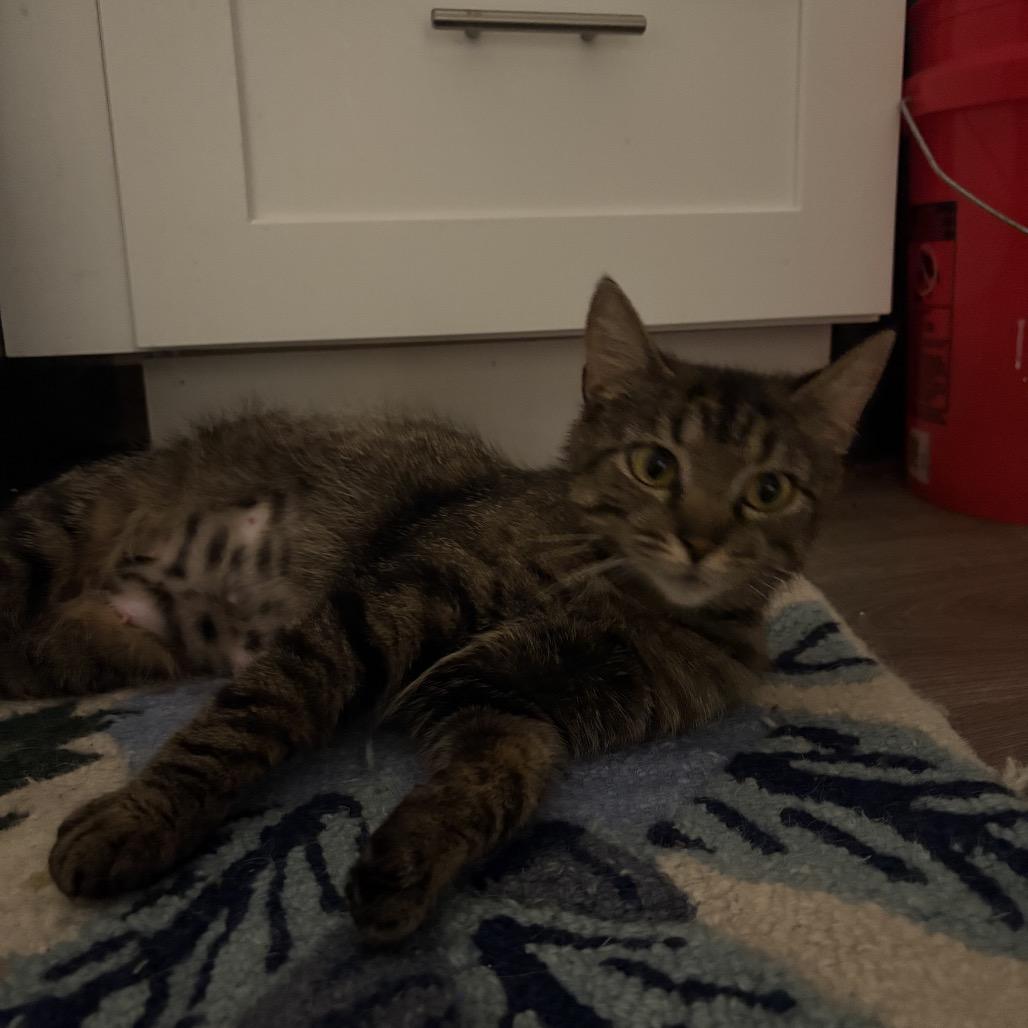 Enlarge Felicity, a Adoptable Domestic Short Hair in Silver Spring, MD image 4/5