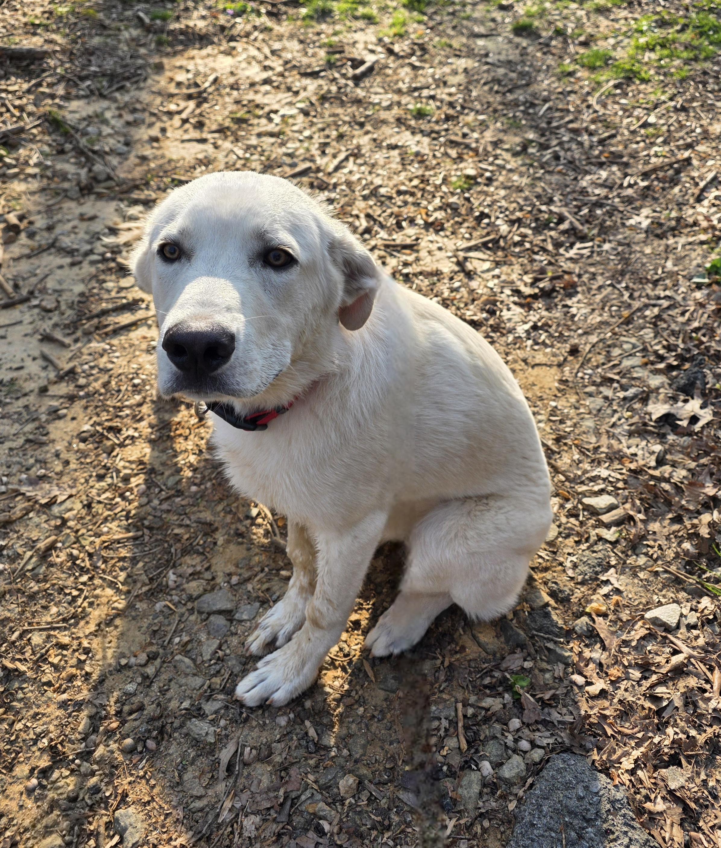 Enlarge Huck  - PENDING , an adopted mixed breed in Dallas, GA image 1/1