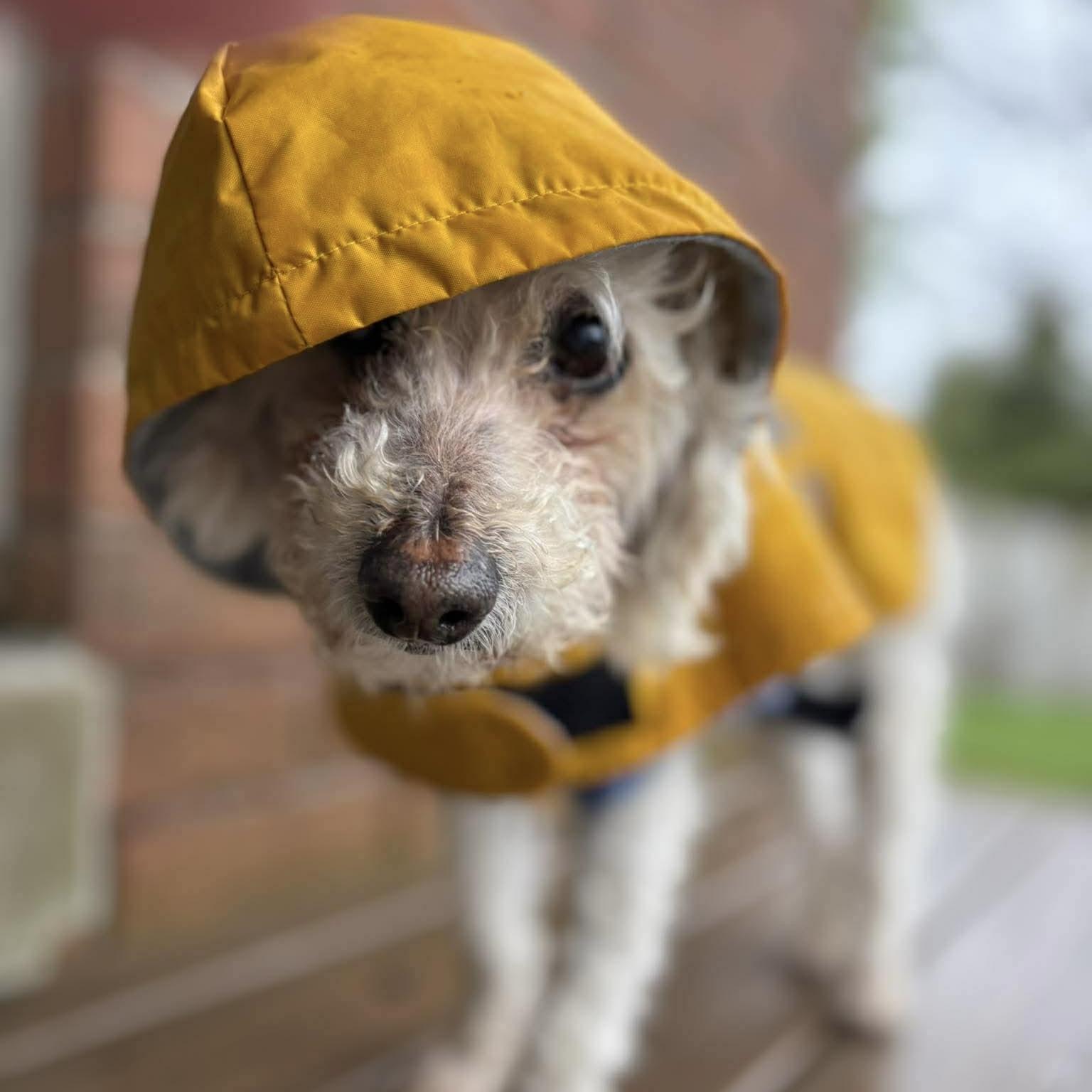 Ernie, ADOPTABLE, Senior Male Mixed Breed & Miniature Poodle.