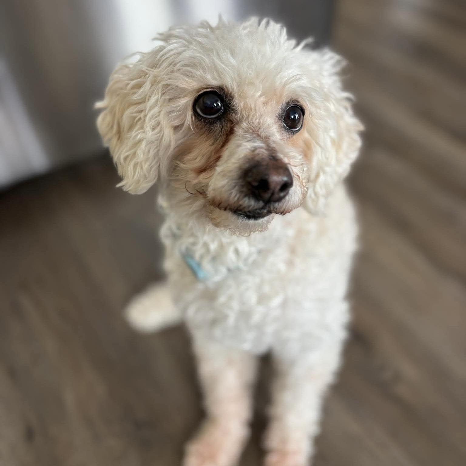Enlarge Ernie, a ADOPTABLE mixed breed in Aurora, ON image 5/6