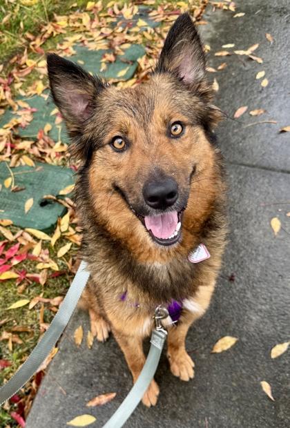Enlarge Harper, a ADOPTABLE Shepherd in Santa Cruz, CA image 1/1