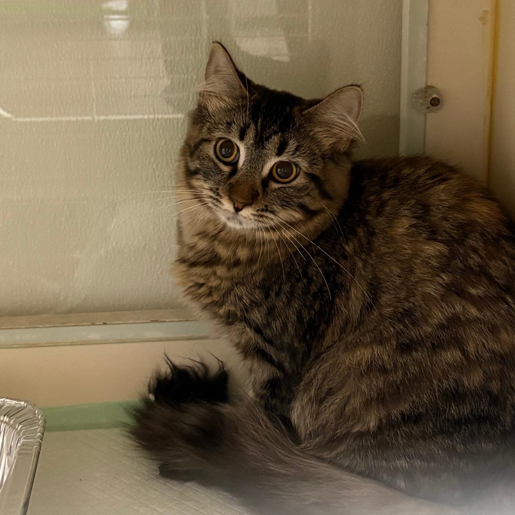 Francesca, Adoptable, Young Female Domestic Long Hair.