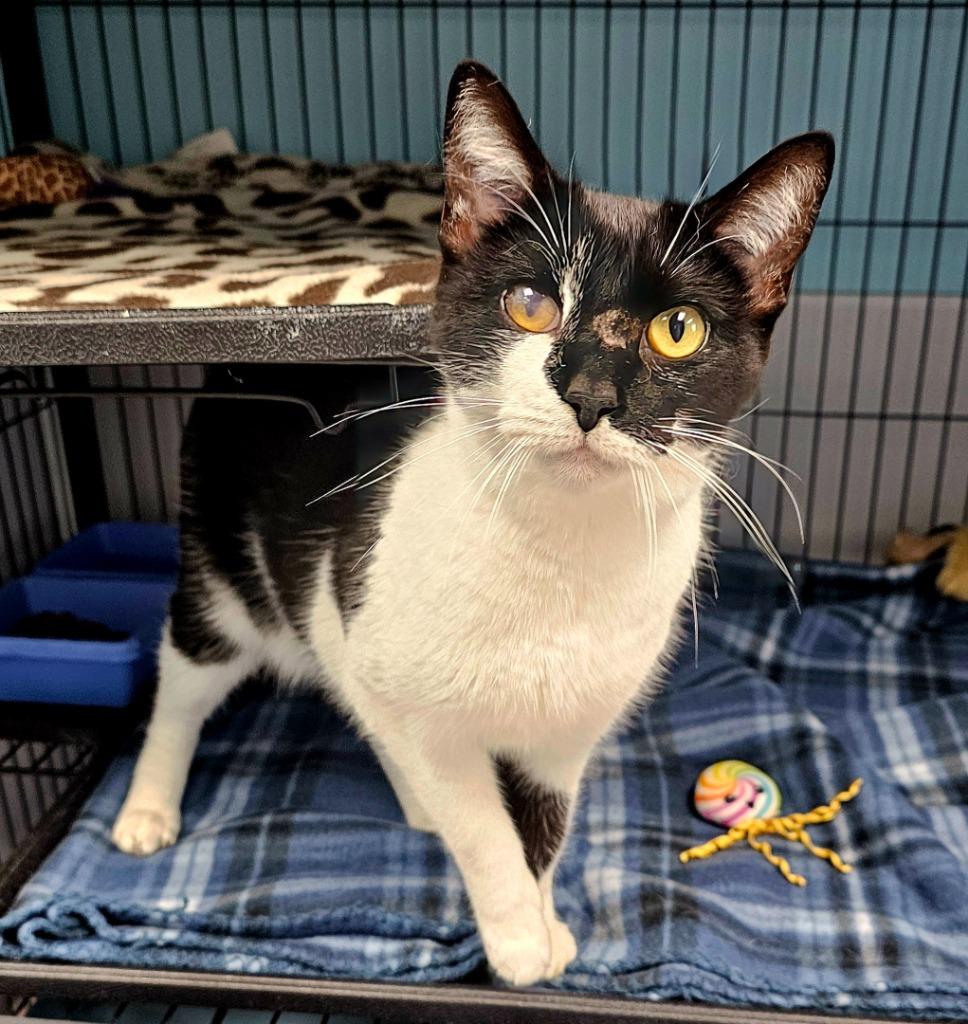 Enlarge Iris, a Adoptable mixed breed in Washington Court House, OH image 2/2