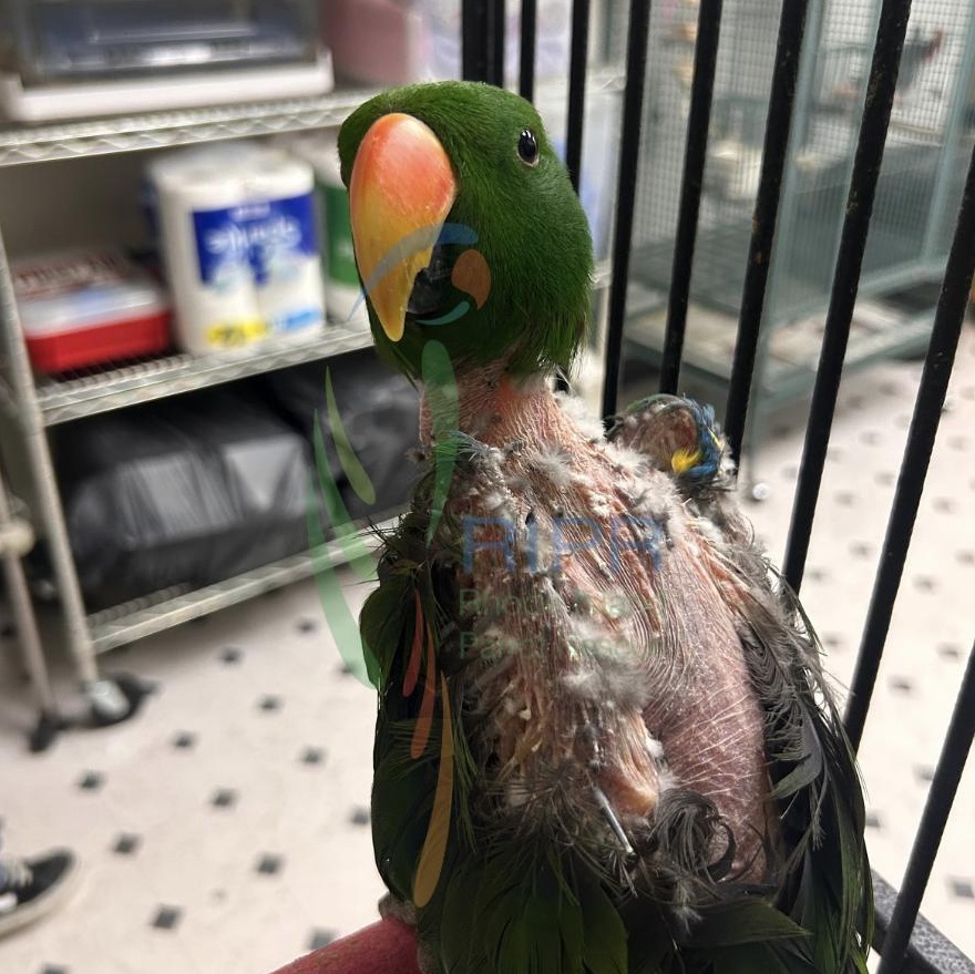 Archie, a Adoptable Eclectus in Cape Elizabeth, ME image 4/6