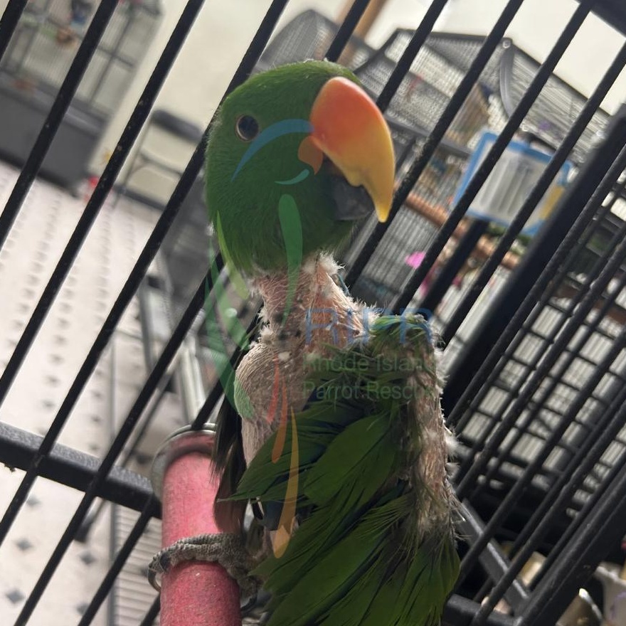 Archie, a Adoptable Eclectus in Cape Elizabeth, ME image 5/6