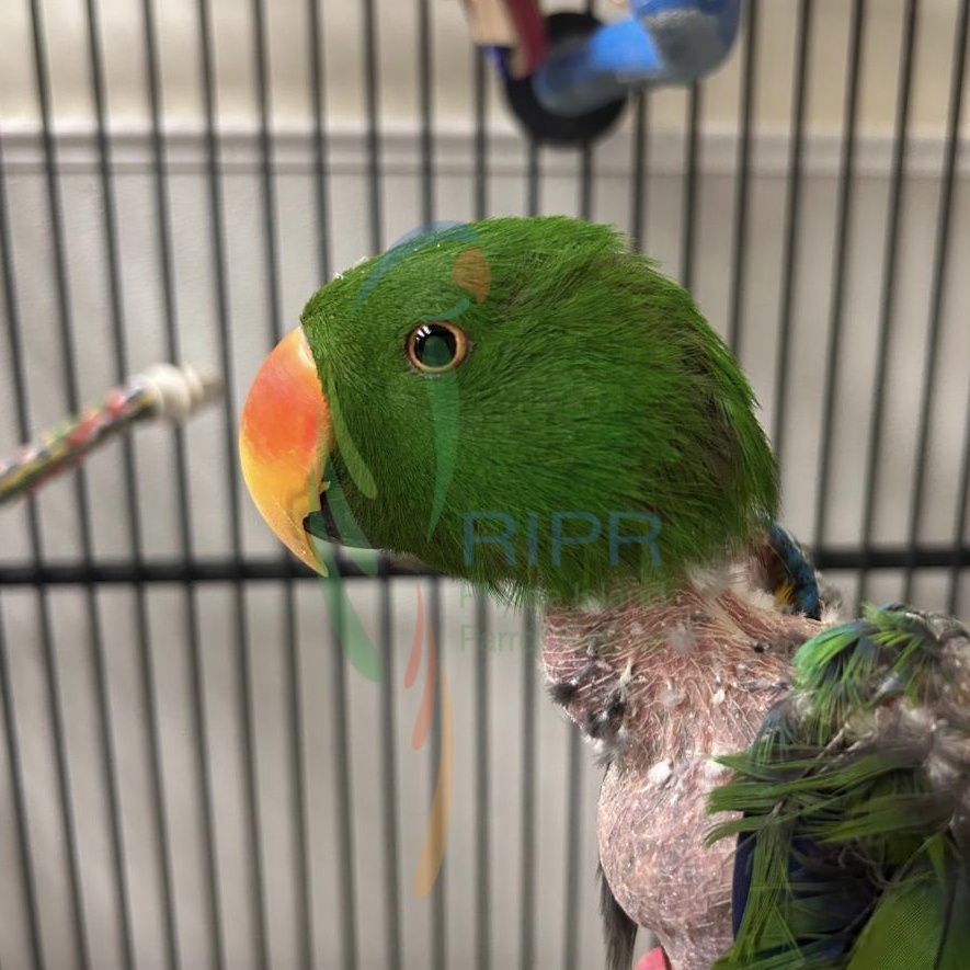 Archie, a Adoptable Eclectus in Cape Elizabeth, ME image 6/6