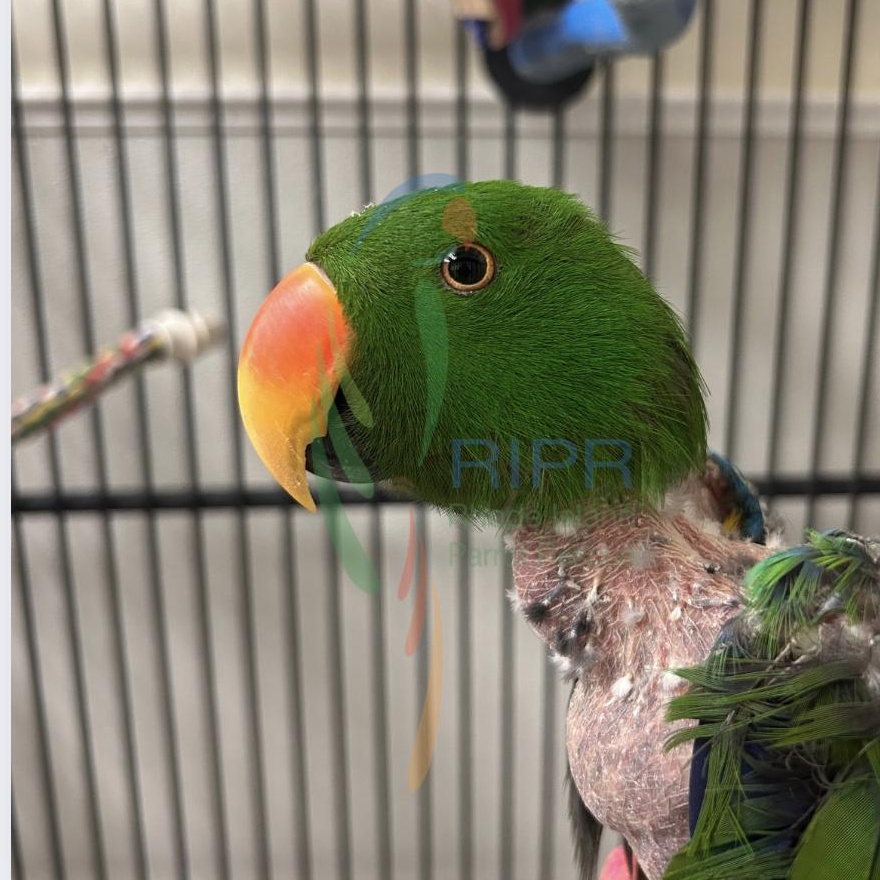 Archie, Adoptable, Adult Male Eclectus.