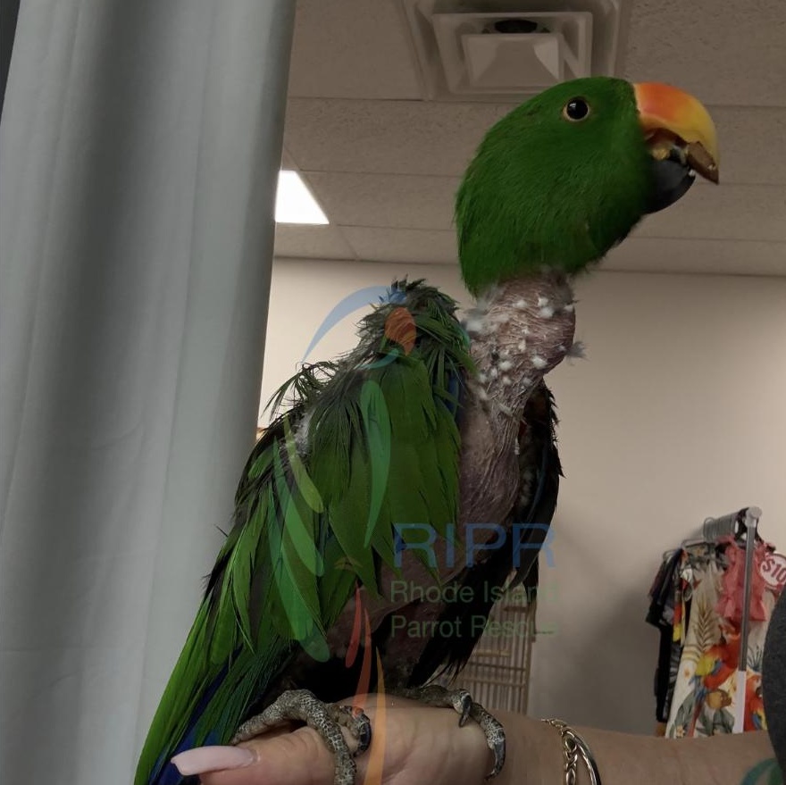 Archie, a Adoptable Eclectus in Cape Elizabeth, ME image 3/6