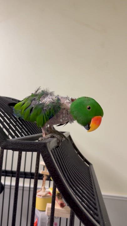 Enlarge Archie, a Adoptable Eclectus in Cape Elizabeth, ME video 2/6