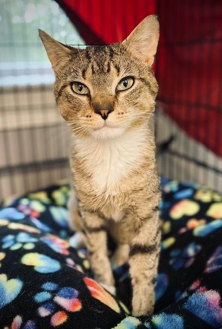 Richie, Adoptable, Adult Male Domestic Short Hair & Exotic Shorthair.