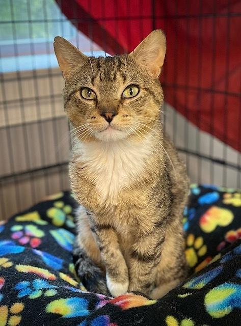 Richie, a Adoptable mixed breed in Duxbury, MA image 3/3