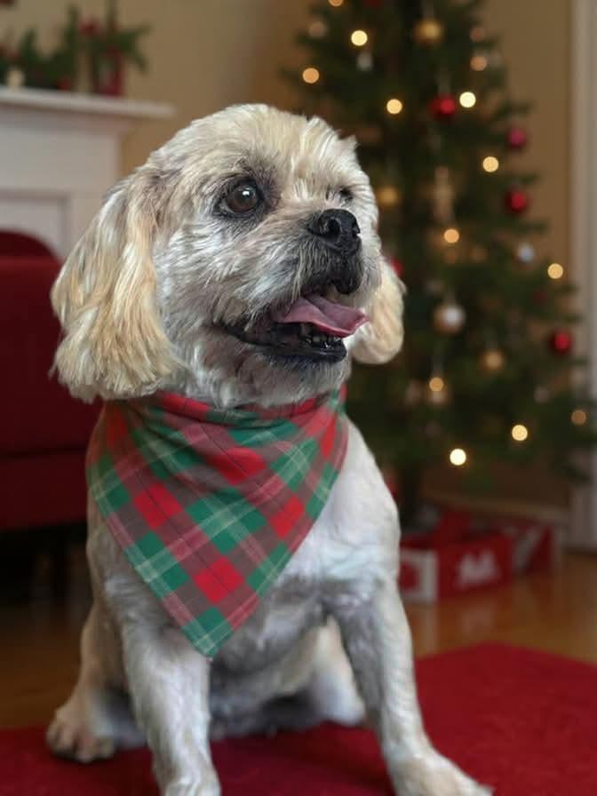 Noelle, a Adoptable mixed breed in Tucson, AZ image 1/3