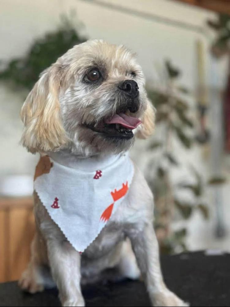 Noelle, a Adoptable mixed breed in Tucson, AZ image 2/3