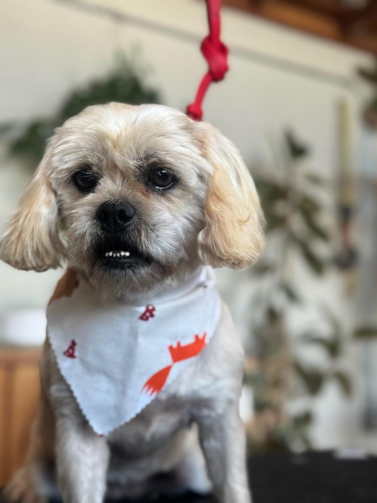 Noelle, a Adoptable mixed breed in Tucson, AZ image 3/3