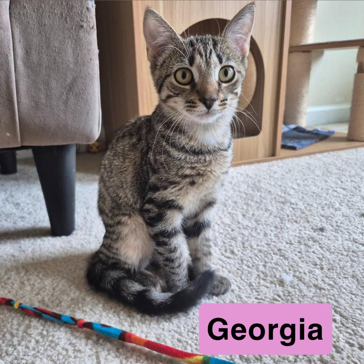 Enlarge Carolina and Georgia, a Adoptable Domestic Short Hair in West newton, PA image 2/2