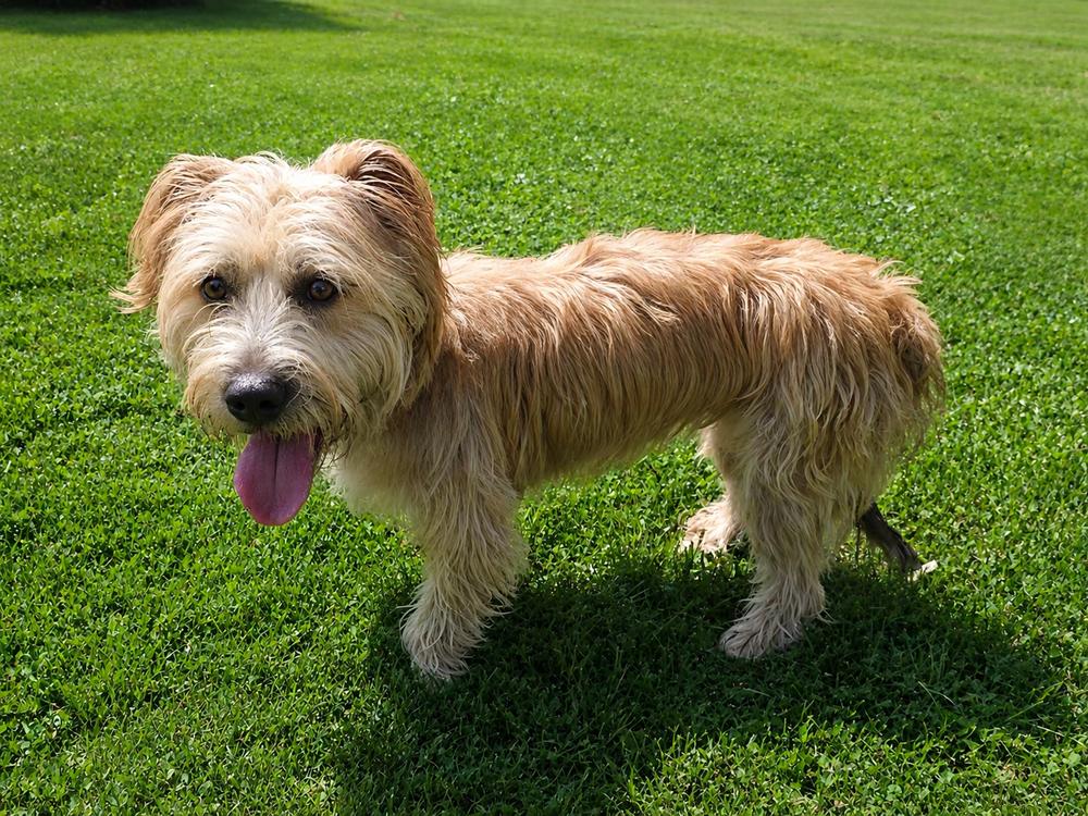 Brie, Adoptable, Adult Female Corgi & Yorkshire Terrier.
