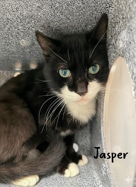 Enlarge JASPER, a Adoptable Domestic Short Hair in Fort Myers, FL image 1/1