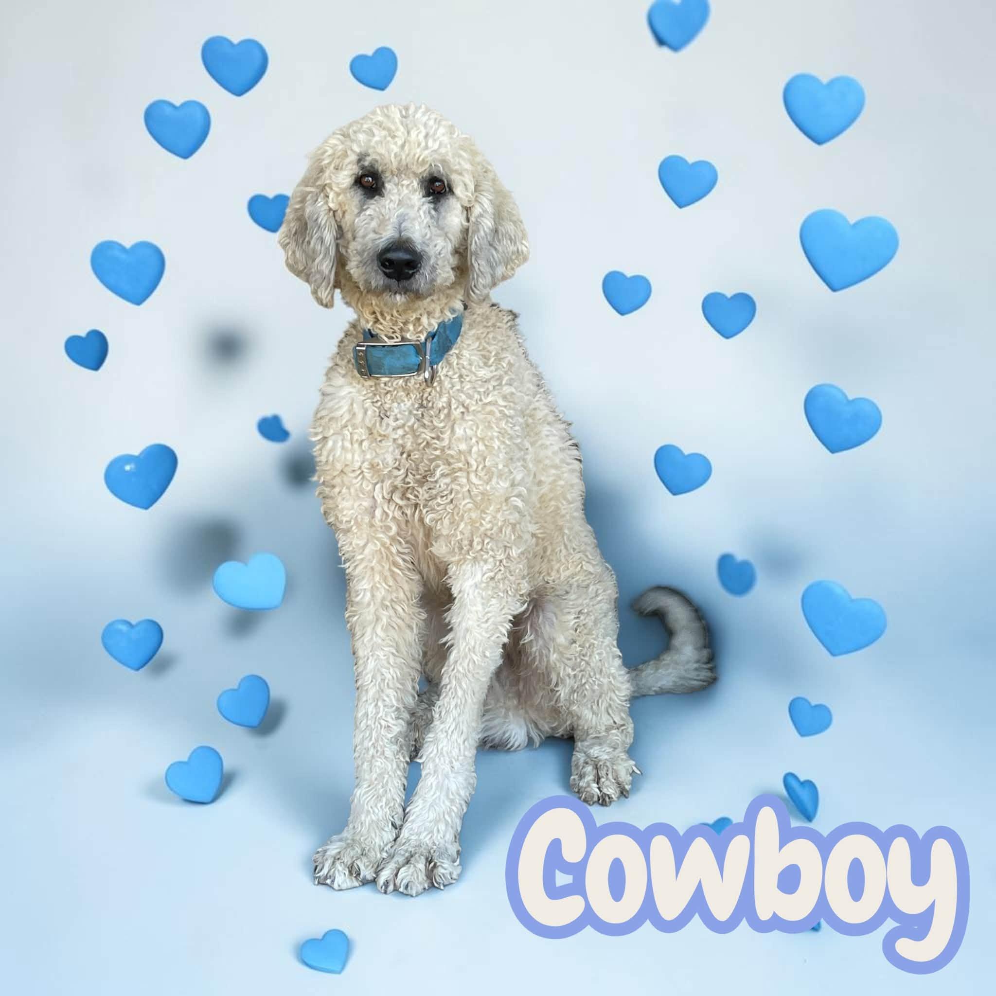 Cowboy - ready for a loving family of his own, Adoptable, Adult Male Labradoodle & Goldendoodle.