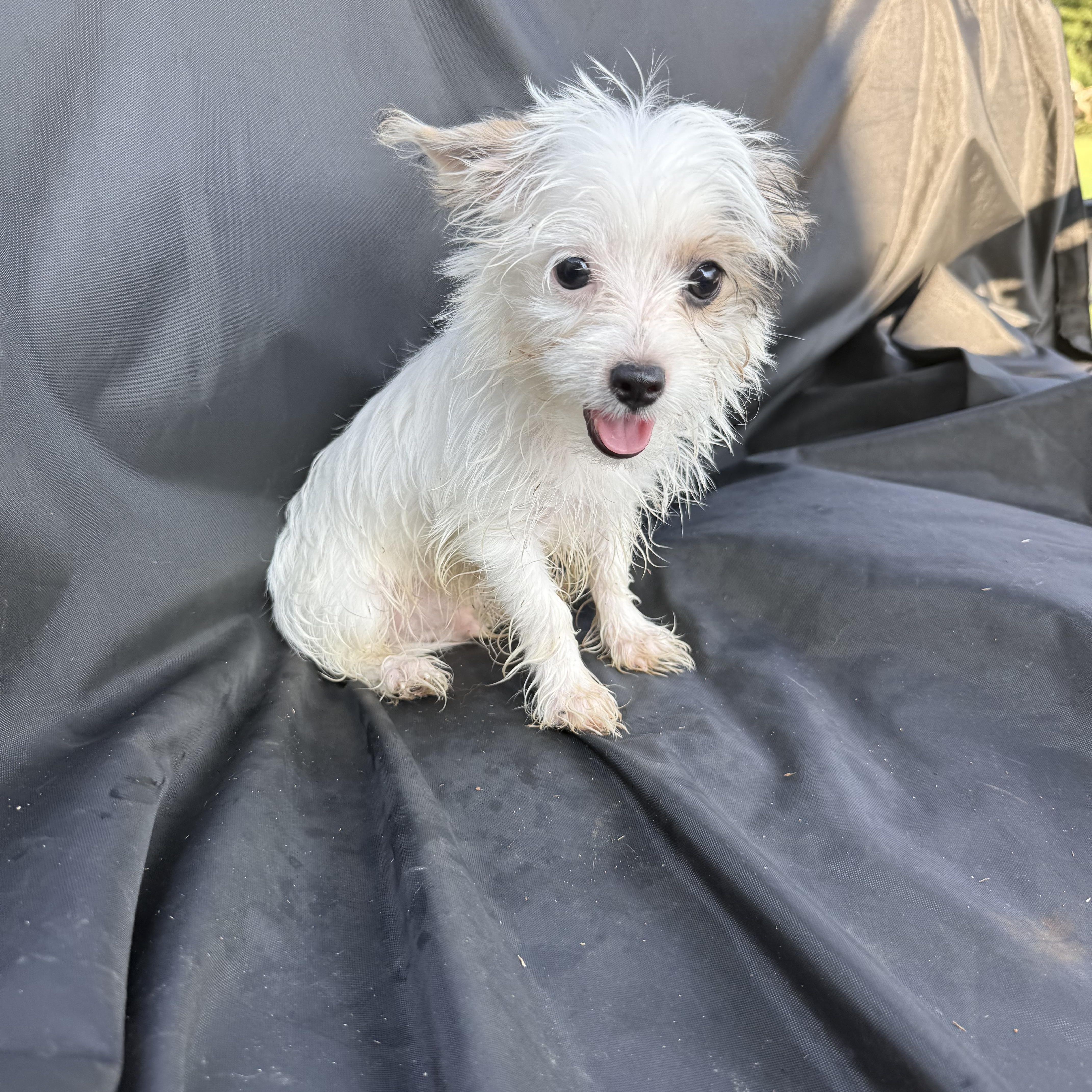 Enlarge Carver, a Adopted Yorkshire Terrier in Hartselle, AL image 1/3