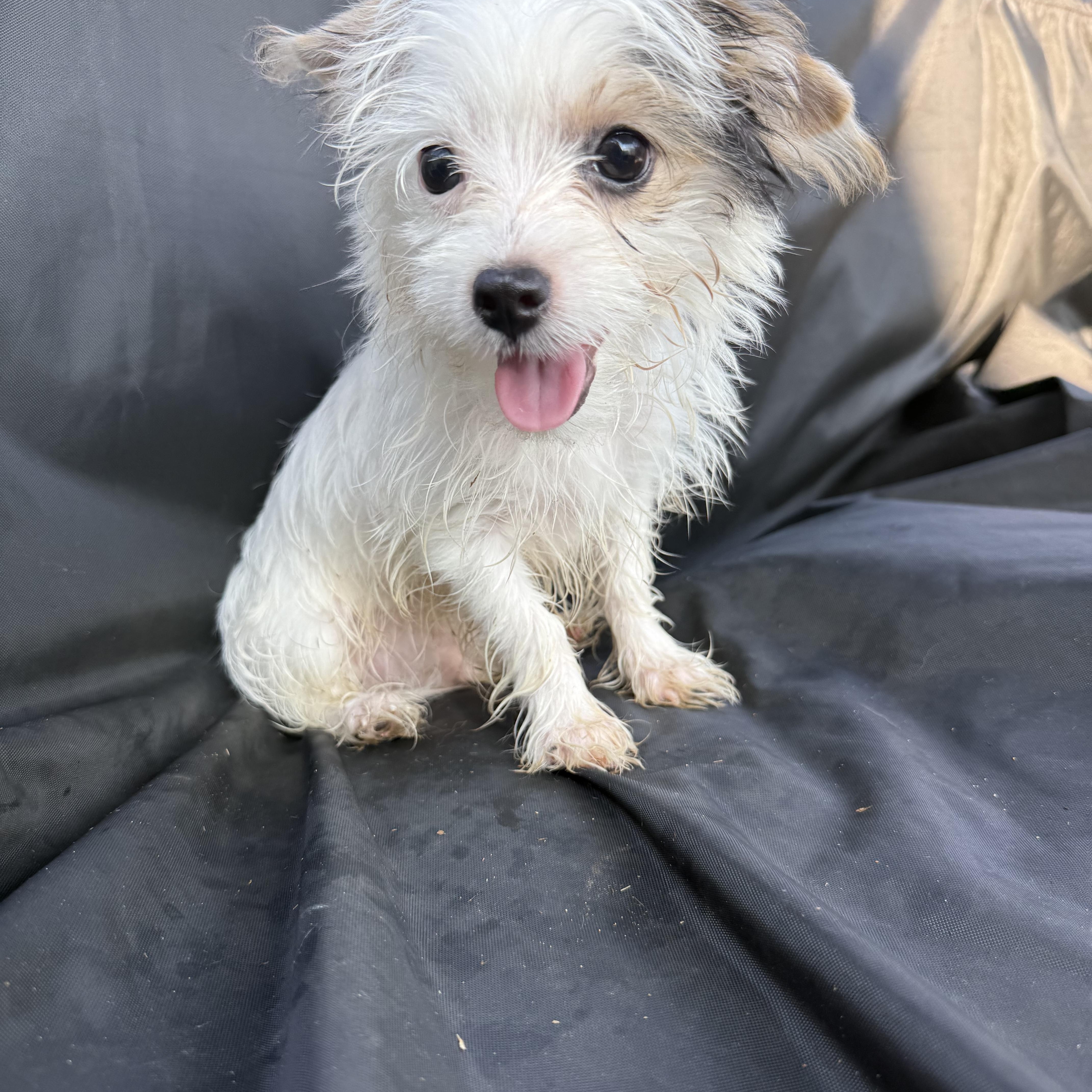 Enlarge Carver, a Adopted Yorkshire Terrier in Hartselle, AL image 2/3