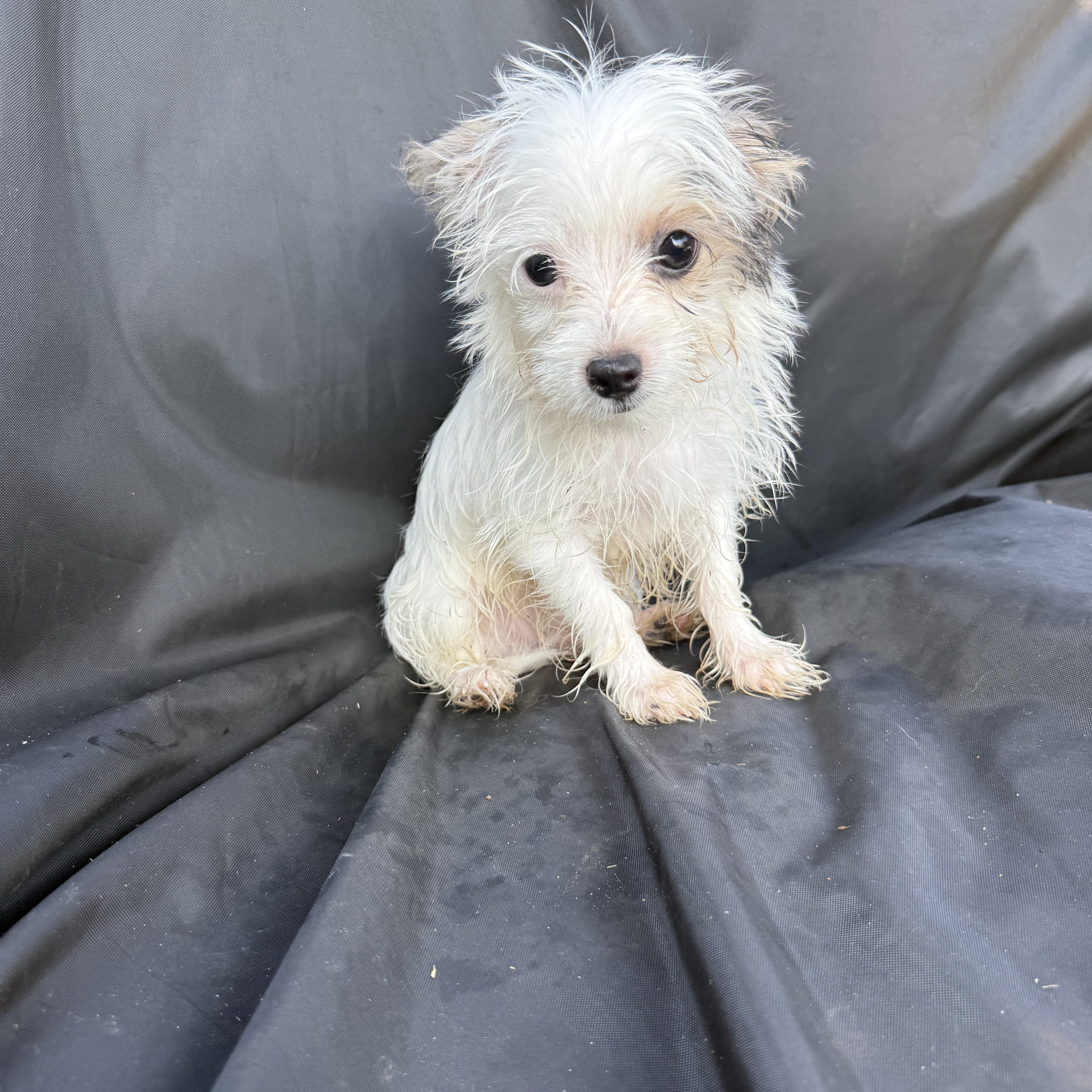 Enlarge Carver, a Adopted Yorkshire Terrier in Hartselle, AL image 3/3