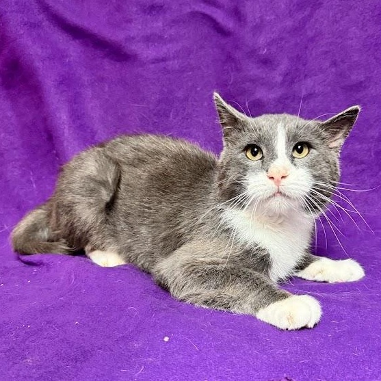 Enlarge Bucky, an adopted Domestic Short Hair in Waterloo, IA image 2/2