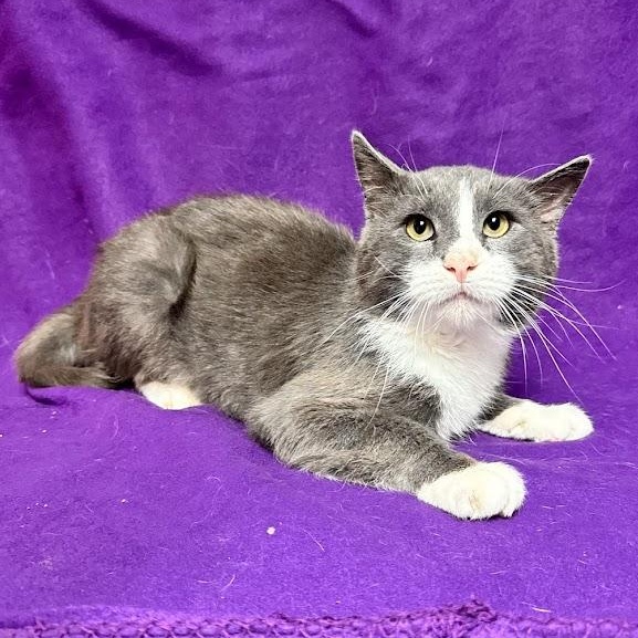 Enlarge Bucky, an adopted Domestic Short Hair in Waterloo, IA image 1/2