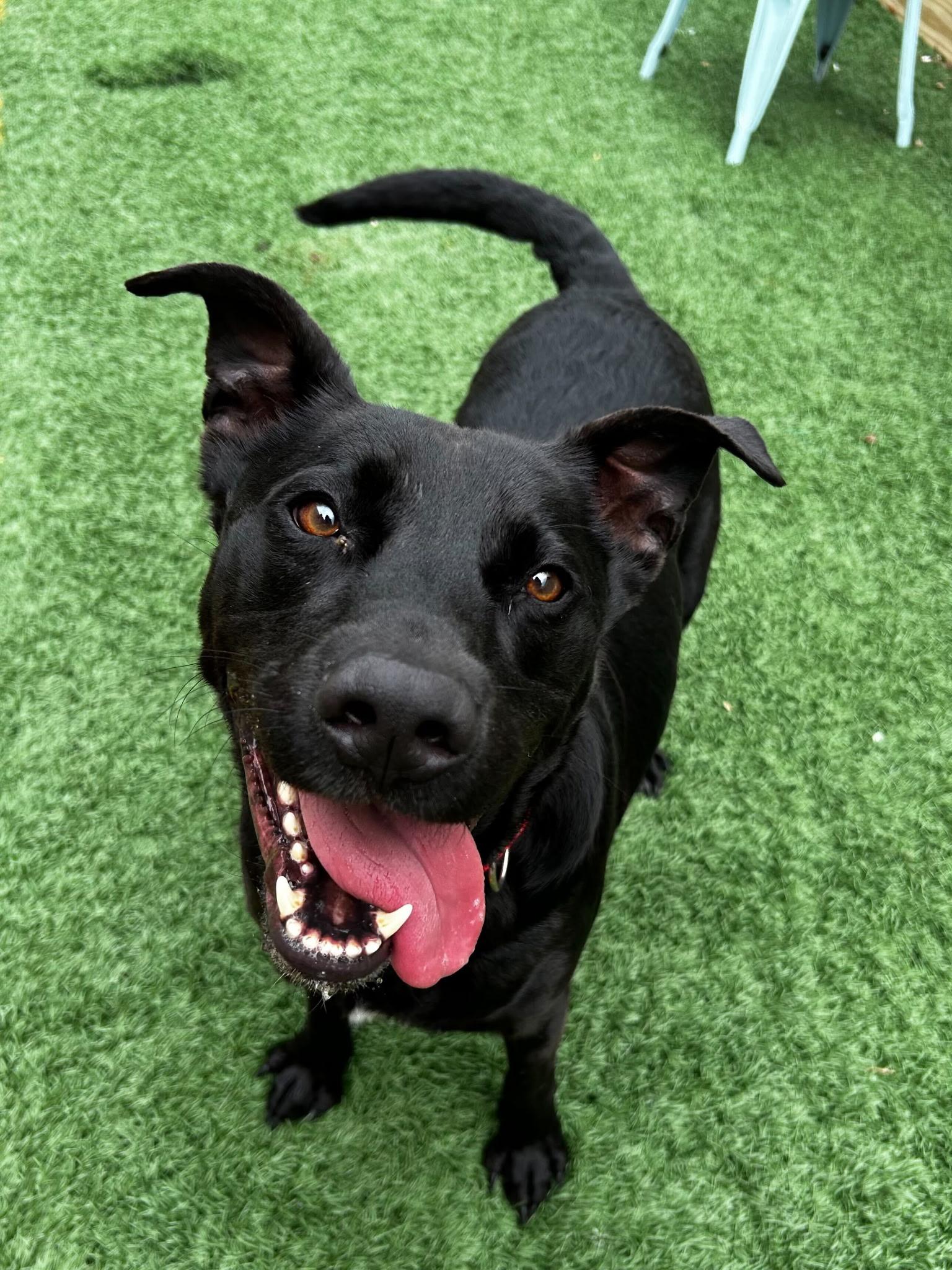 Hunter Black Labrador Retriever Dog
