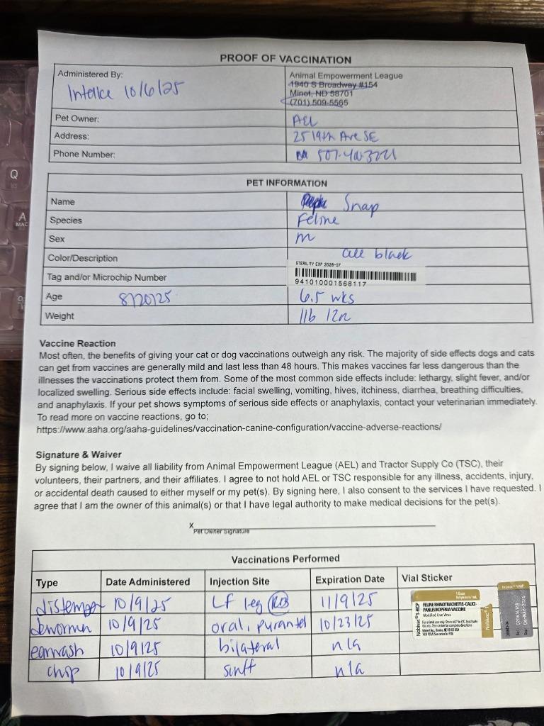 Snap, Adoptable, Kitten Male Domestic Short Hair.