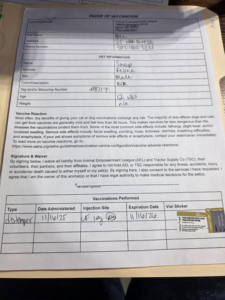 Enlarge Snap, a Adoptable mixed breed in Minot, ND image 2/5