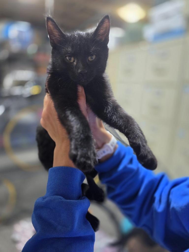 Enlarge Snap, a Adoptable mixed breed in Minot, ND image 3/5