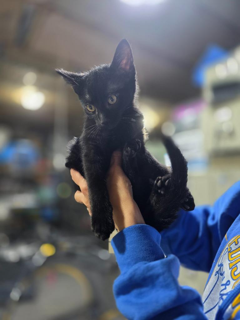 Enlarge Snap, a Adoptable mixed breed in Minot, ND image 4/5