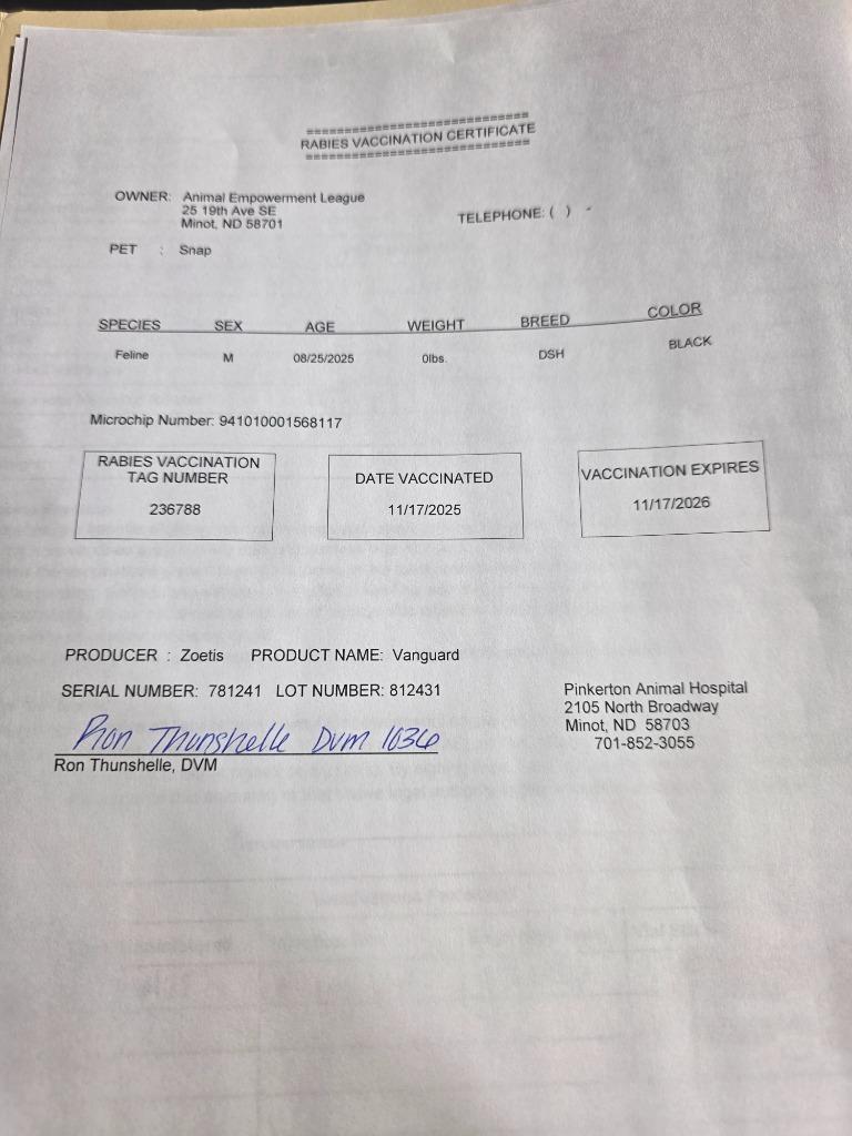 Enlarge Snap, a Adoptable mixed breed in Minot, ND image 5/5