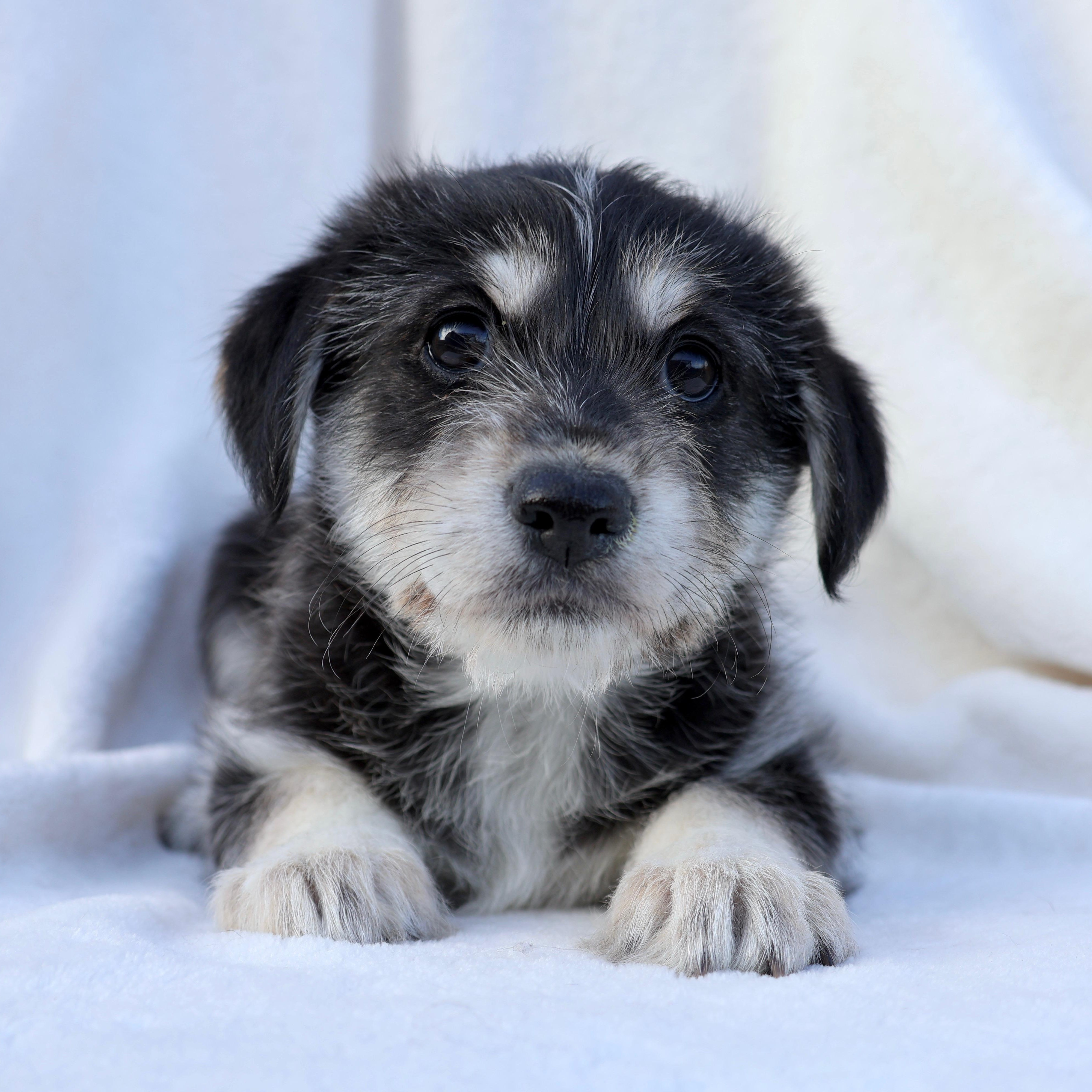 Pippa, a ADOPTABLE mixed breed in Fort Collins, CO image 2/2