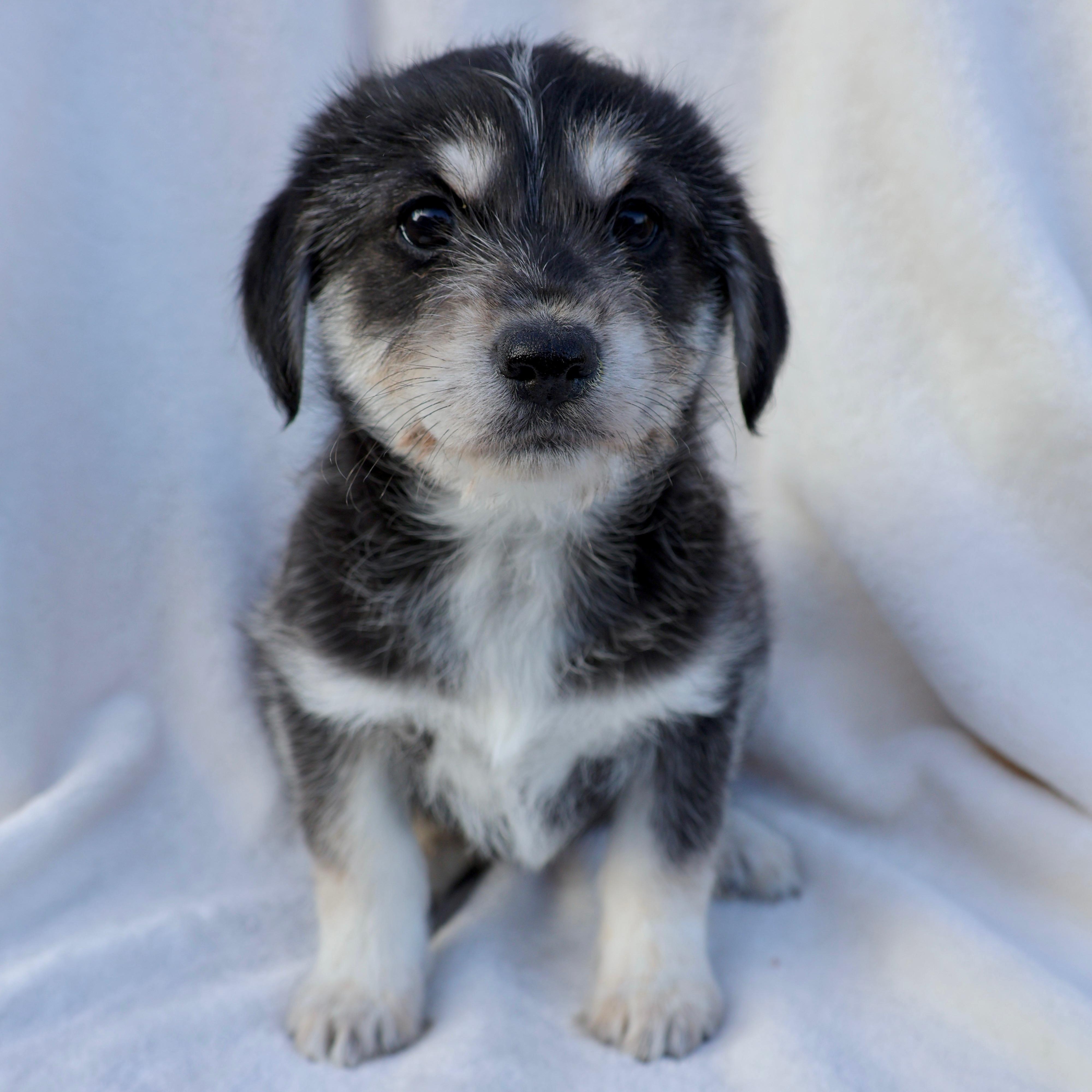 Pippa, a ADOPTABLE mixed breed in Fort Collins, CO image 1/2