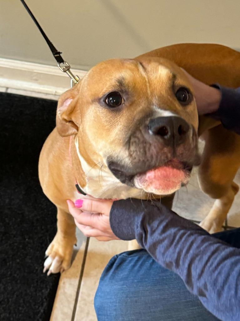 Sage (Tilly), Adoptable, Young Female Pit Bull Terrier.