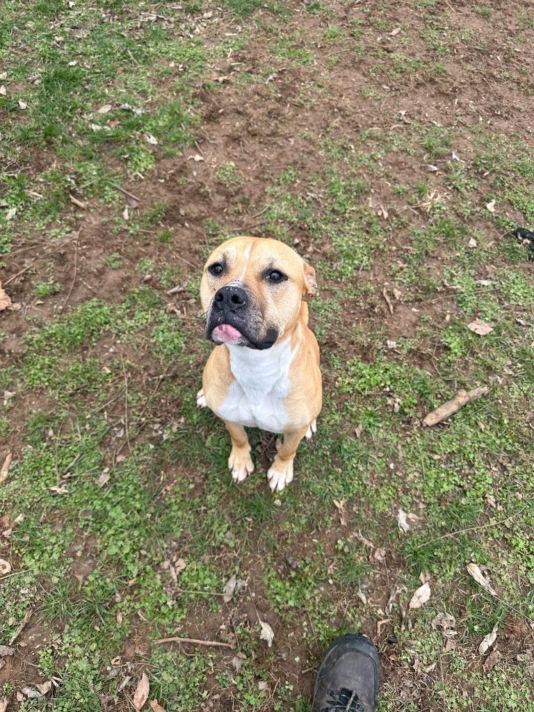 Sage (Tilly), Adoptable, Young Female Pit Bull Terrier.