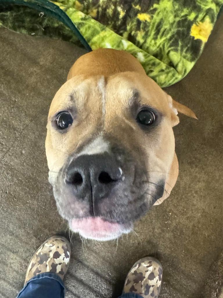 Sage (Tilly), a Adoptable Pit Bull Terrier in Russellville, KY image 3/5