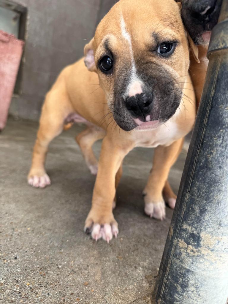 Sage (Tilly), a Adoptable Pit Bull Terrier in Russellville, KY image 5/5