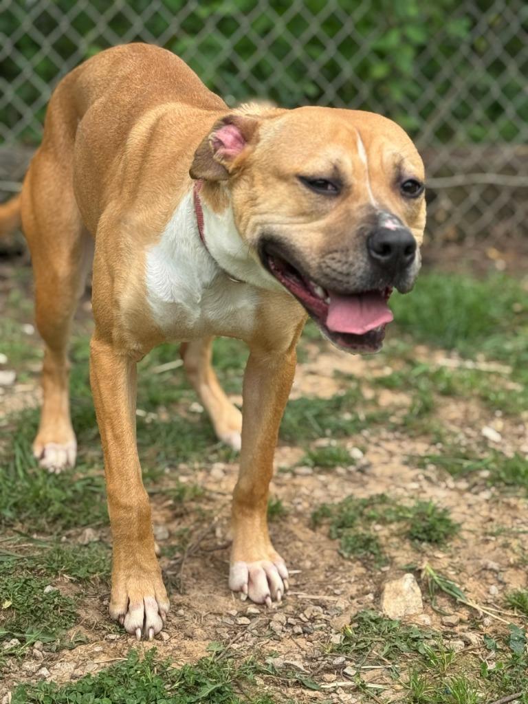 Enlarge Sage (Tilly), a Adoptable Pit Bull Terrier in Russellville, KY image 4/4