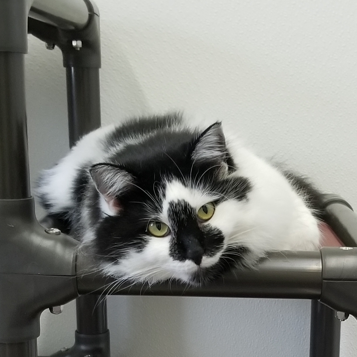 Liberty, Adoptable, Adult Female Domestic Medium Hair.