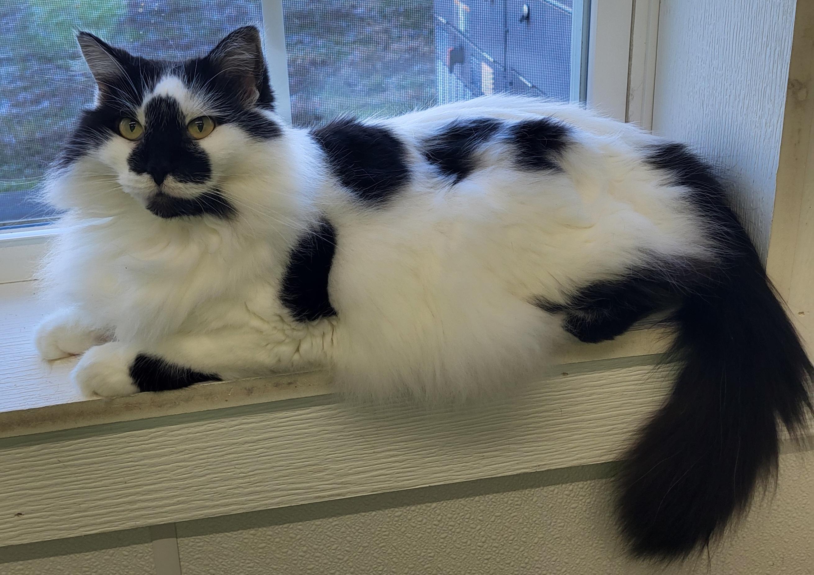 Liberty, Adoptable, Adult Female Domestic Medium Hair.