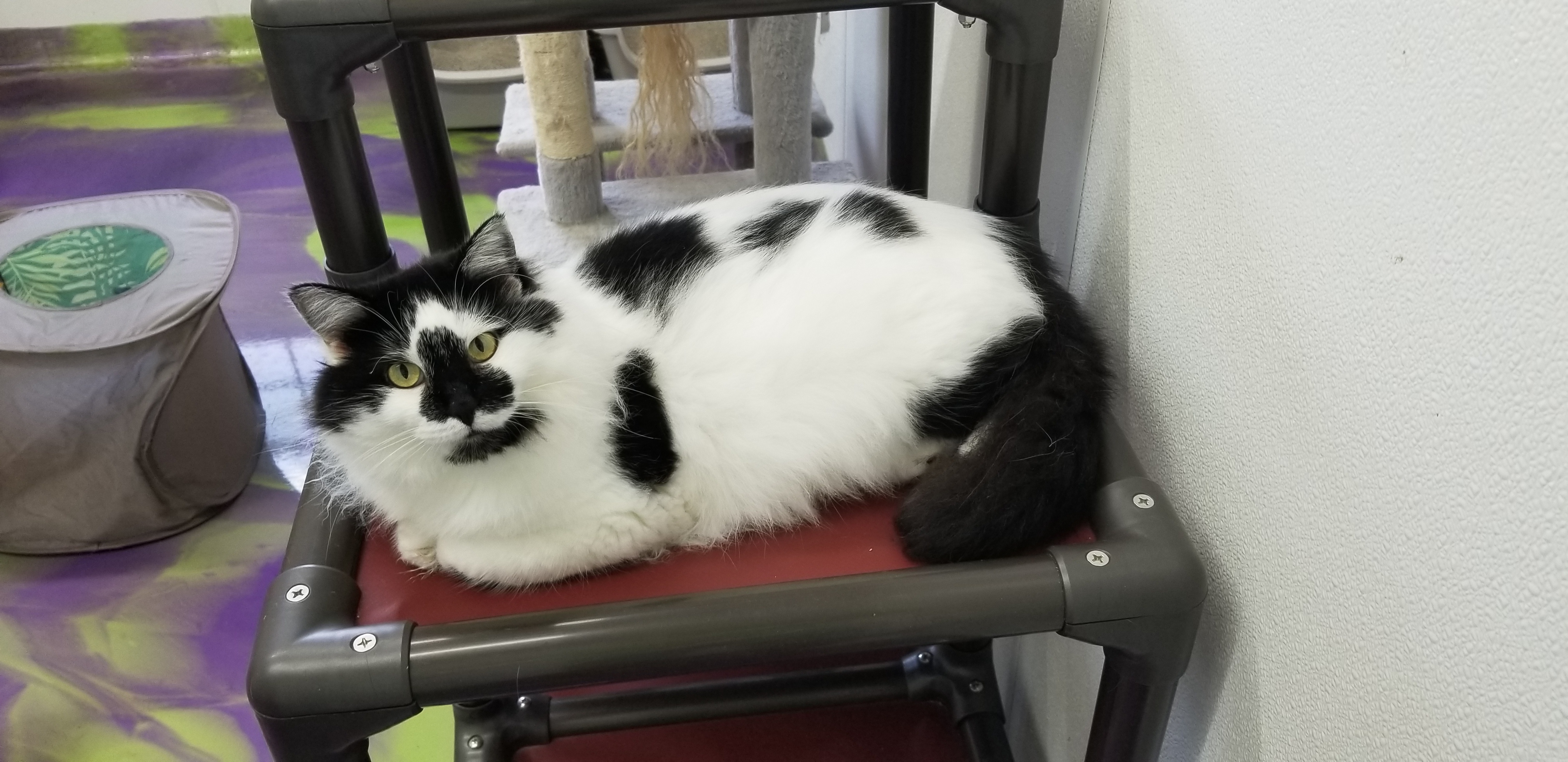 Liberty, a Adoptable Domestic Medium Hair in Anna, IL image 5/10