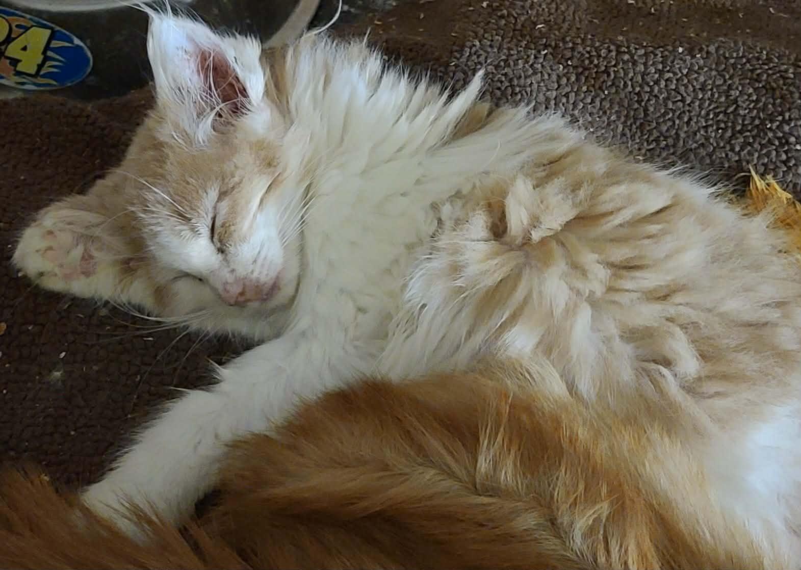 Joy , ADOPTABLE, Kitten Female Domestic Long Hair.