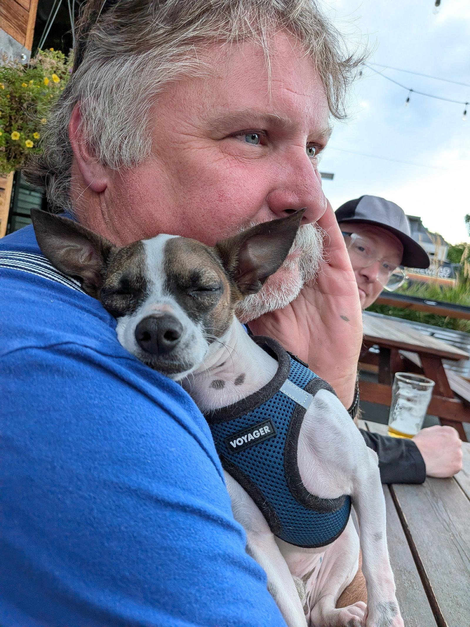 Enlarge Panic at the Disco #1, a Adoptable mixed breed in Aurora, CO image 3/3