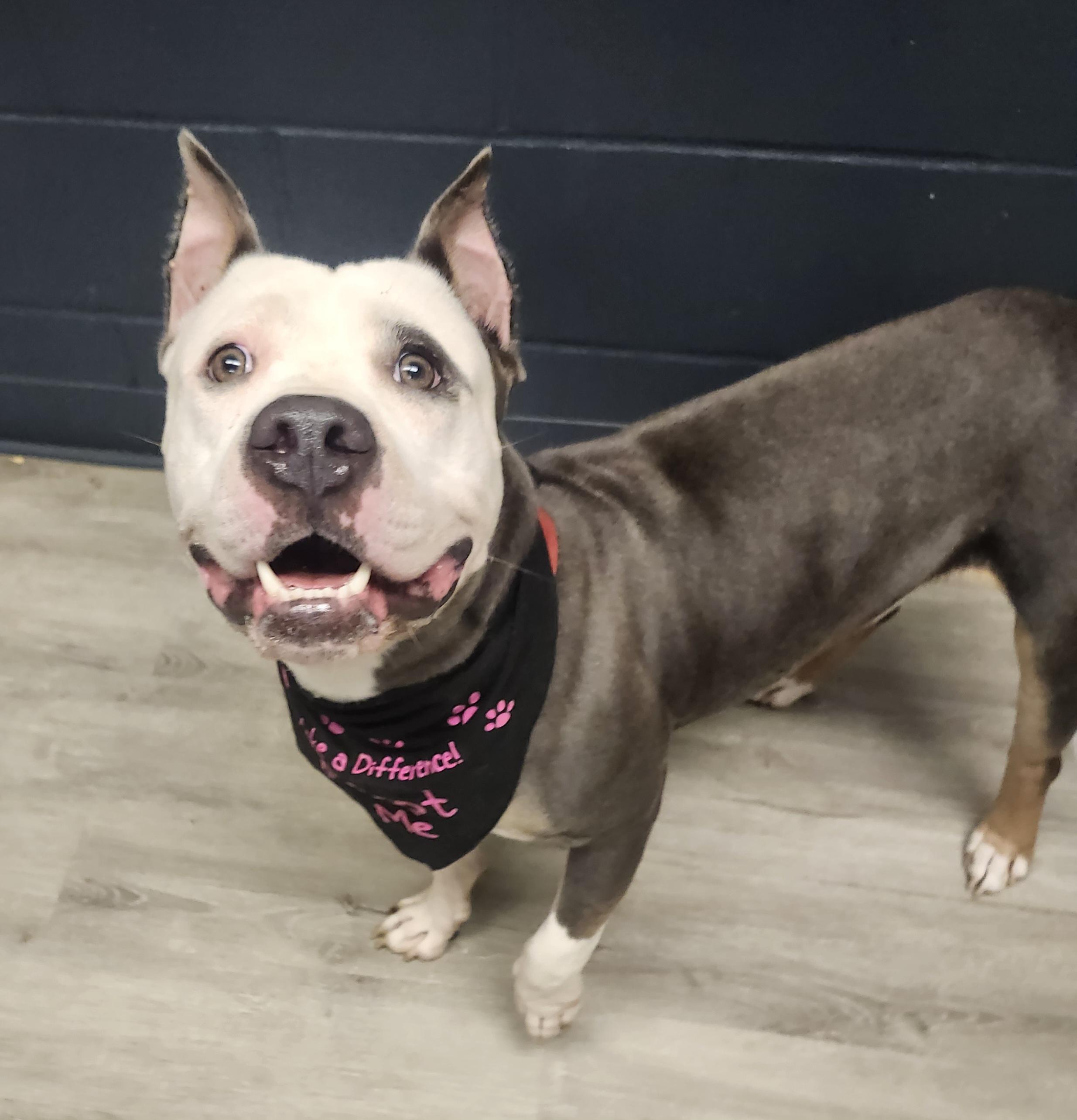 Wriggley (Prison Program), a Adoptable American Bully in Mansfield, OH image 1/4