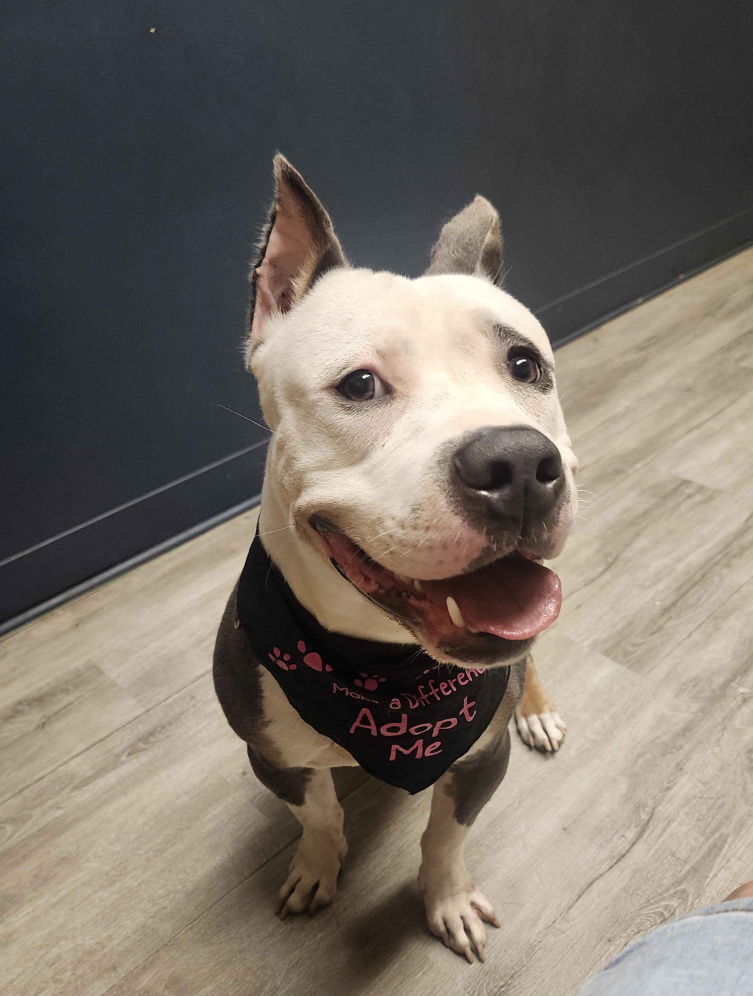 Wriggley (Prison Program), a Adoptable American Bully in Mansfield, OH image 2/4