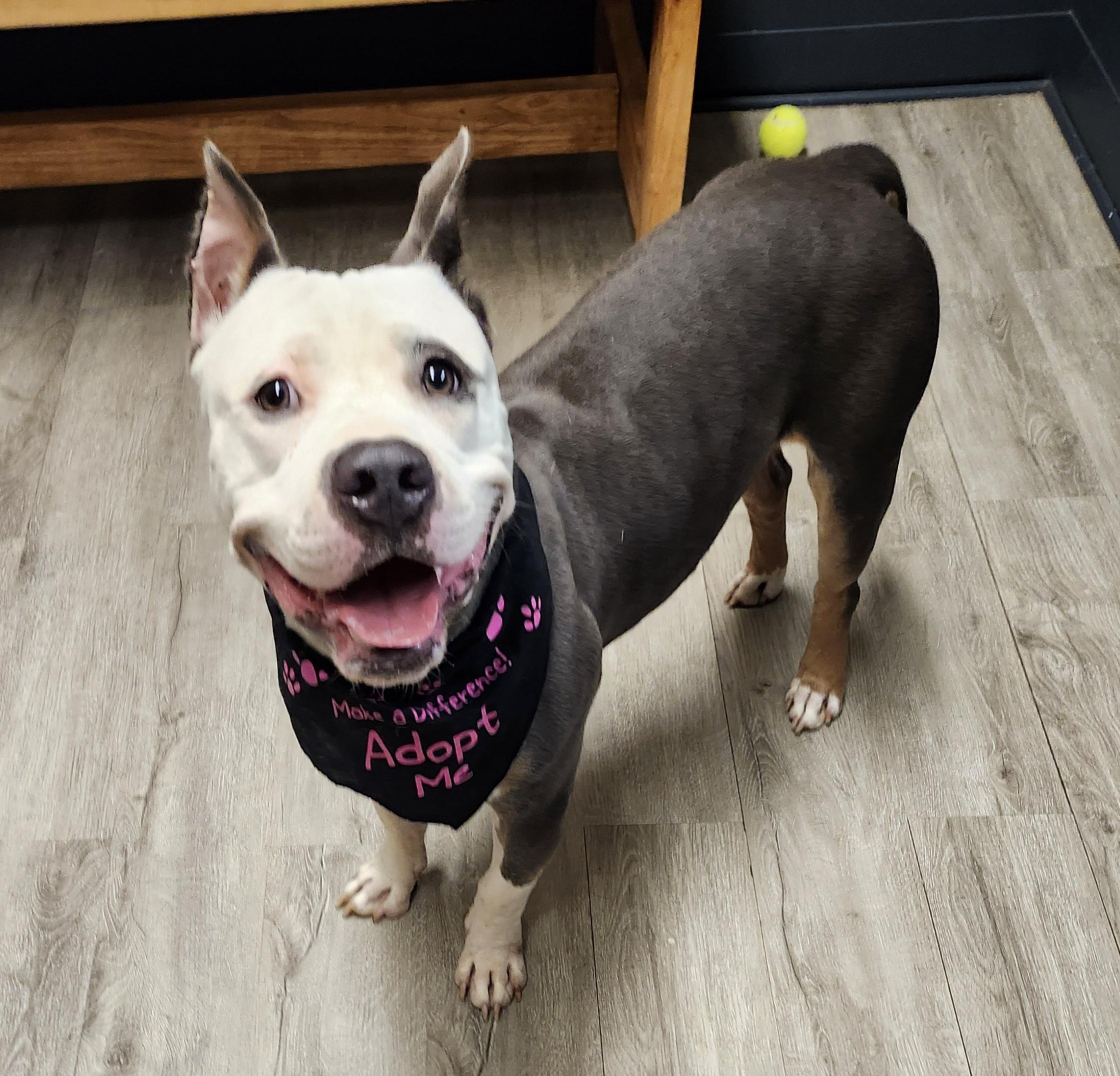 Wriggley (Prison Program), a Adoptable American Bully in Mansfield, OH image 3/4