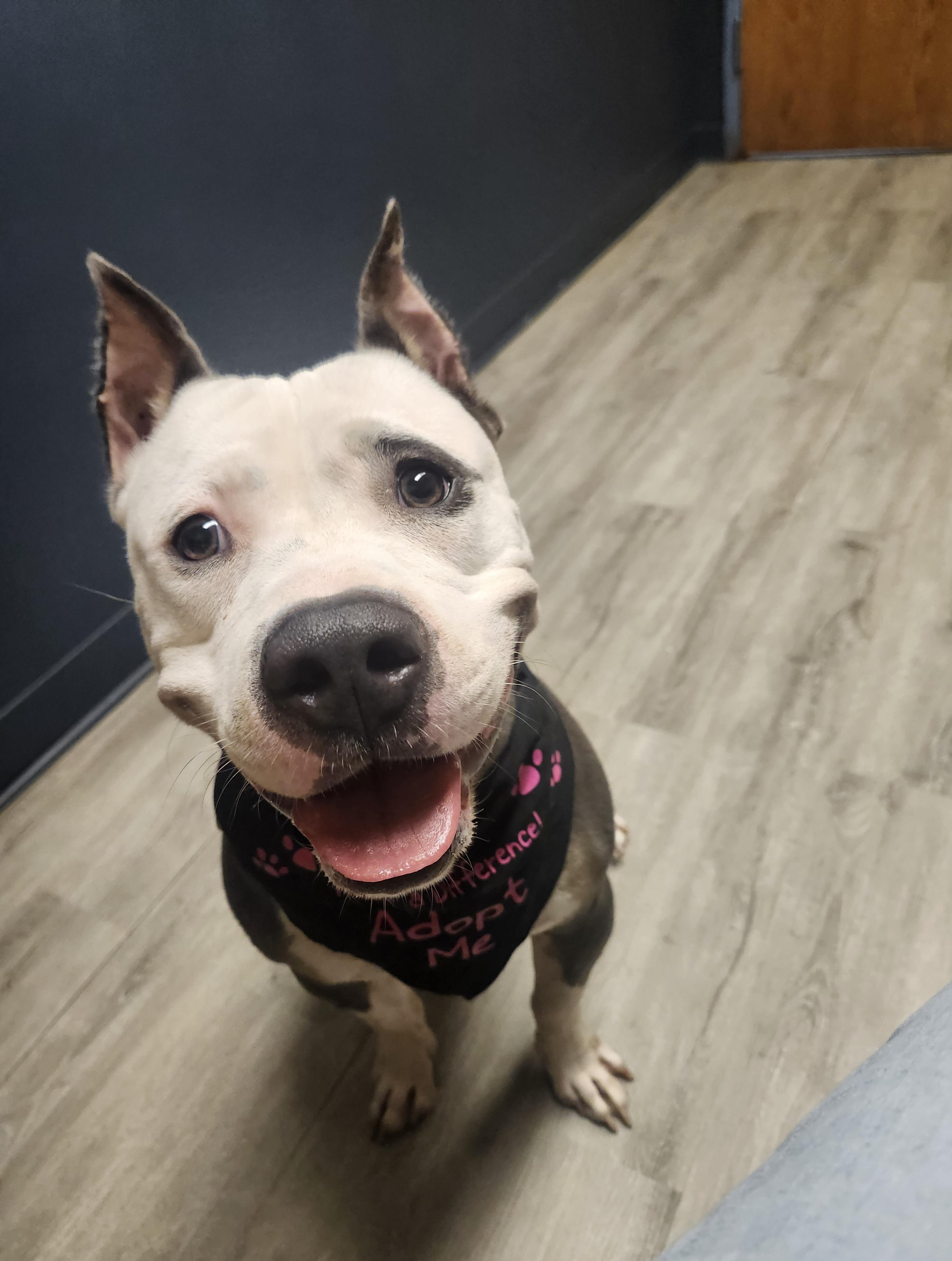 Wriggley (Prison Program), a Adoptable American Bully in Mansfield, OH image 4/4